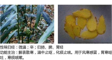 史上最全中药图鉴,500多种中草药及主治功效！（收藏）