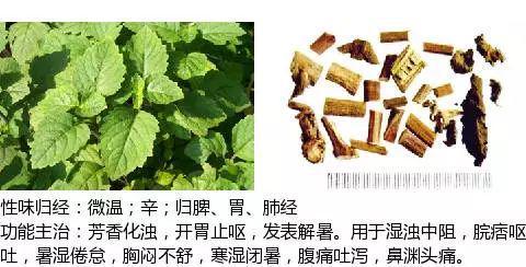 史上最全中药图鉴,500多种中草药及主治功效！（收藏）