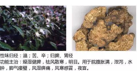 史上最全中药图鉴,500多种中草药及主治功效！（收藏）