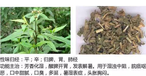 史上最全中药图鉴,500多种中草药及主治功效！（收藏）