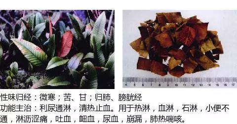 史上最全中药图鉴,500多种中草药及主治功效！（收藏）