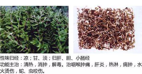 史上最全中药图鉴,500多种中草药及主治功效！（收藏）