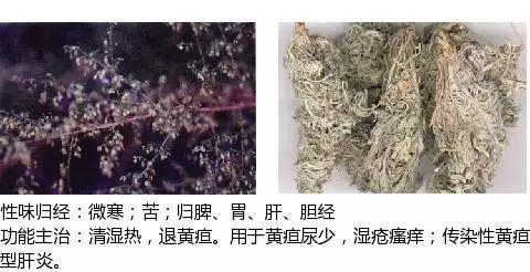 史上最全中药图鉴,500多种中草药及主治功效！（收藏）