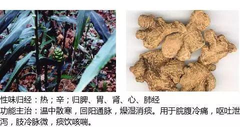 史上最全中药图鉴,500多种中草药及主治功效！（收藏）