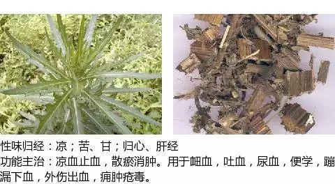 史上最全中药图鉴,500多种中草药及主治功效！（收藏）