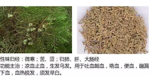 史上最全中药图鉴,500多种中草药及主治功效！（收藏）