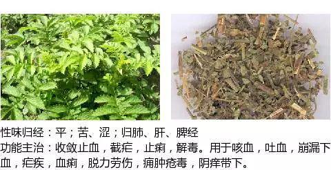 史上最全中药图鉴,500多种中草药及主治功效！（收藏）