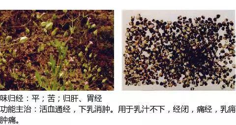 史上最全中药图鉴,500多种中草药及主治功效！（收藏）