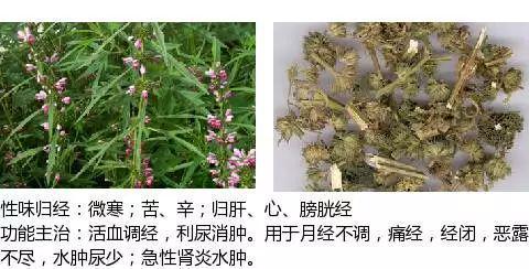 史上最全中药图鉴,500多种中草药及主治功效！（收藏）