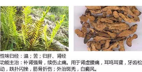 史上最全中药图鉴,500多种中草药及主治功效！（收藏）