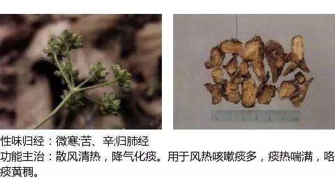 史上最全中药图鉴,500多种中草药及主治功效！（收藏）