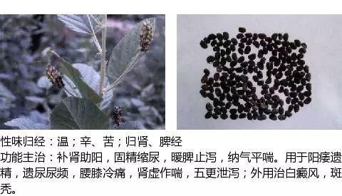 史上最全中药图鉴,500多种中草药及主治功效！（收藏）