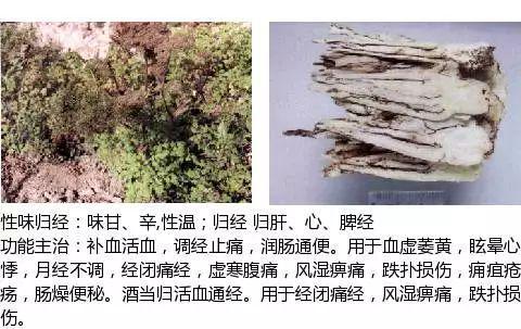 史上最全中药图鉴,500多种中草药及主治功效！（收藏）