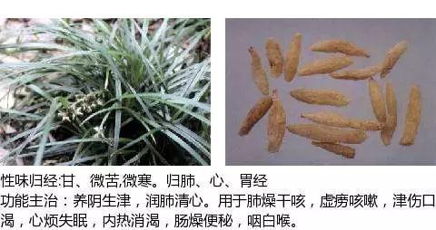 史上最全中药图鉴,500多种中草药及主治功效！（收藏）